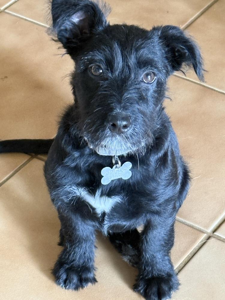 Basil, a Adoptable mixed breed in Rathdrum, ID image 3/5