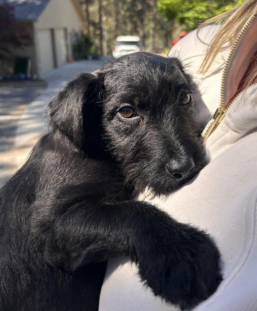 Basil, a Adoptable mixed breed in Rathdrum, ID image 4/5