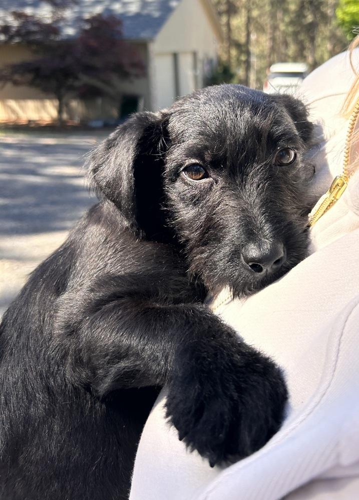 Basil, a Adoptable mixed breed in Rathdrum, ID image 5/5