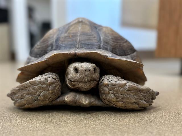 Enlarge Koopa Troopa, a Adoptable Sulcata in San Clemente, CA image 1/1