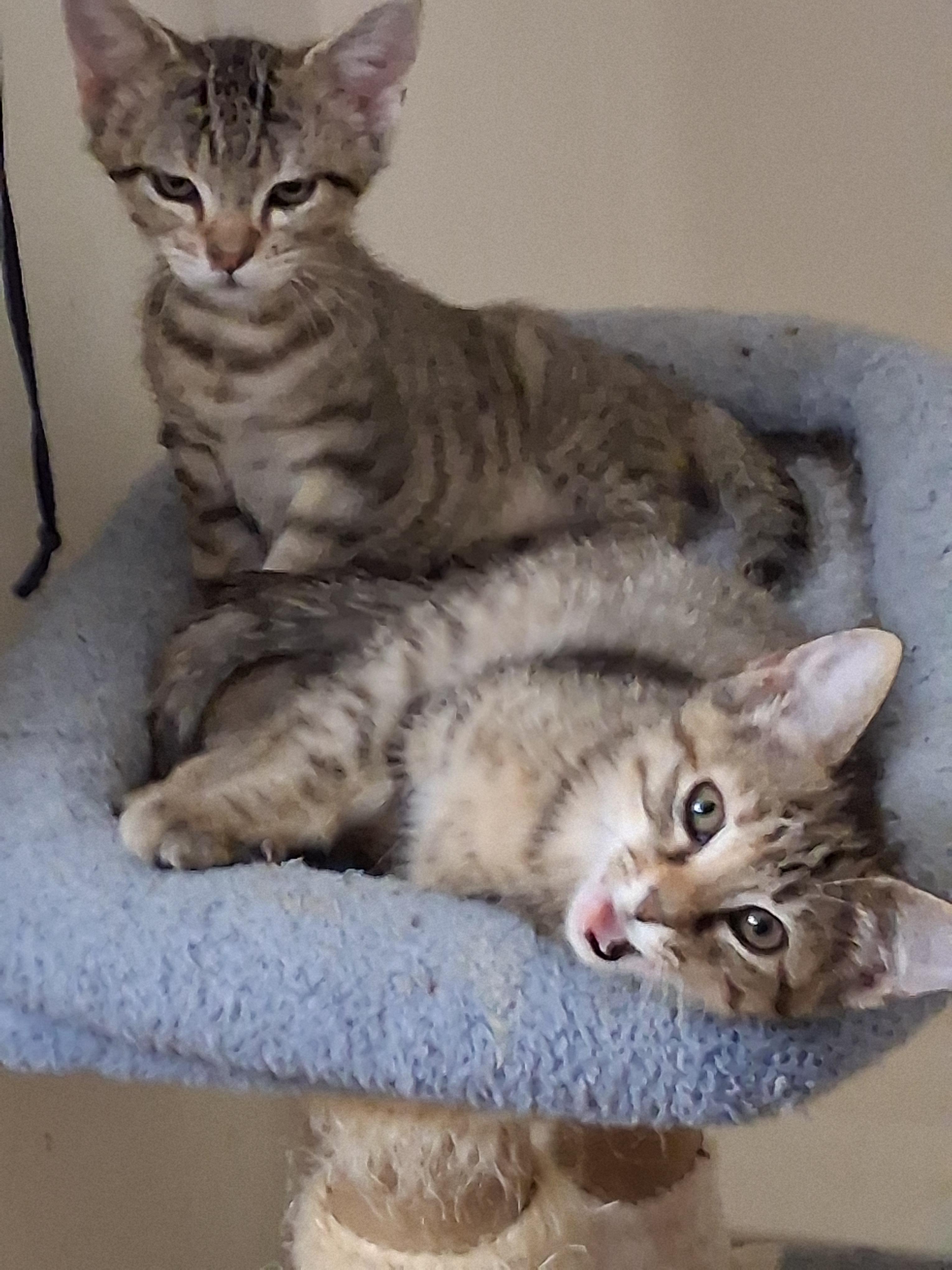Ruby & Robbie, Adoptable, Kitten Female Domestic Medium Hair & Tabby.