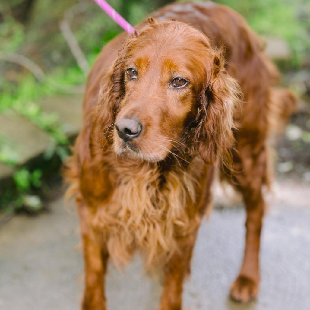 Enlarge Ava, a ADOPTABLE Irish Setter in Zionsville, IN image 1/1