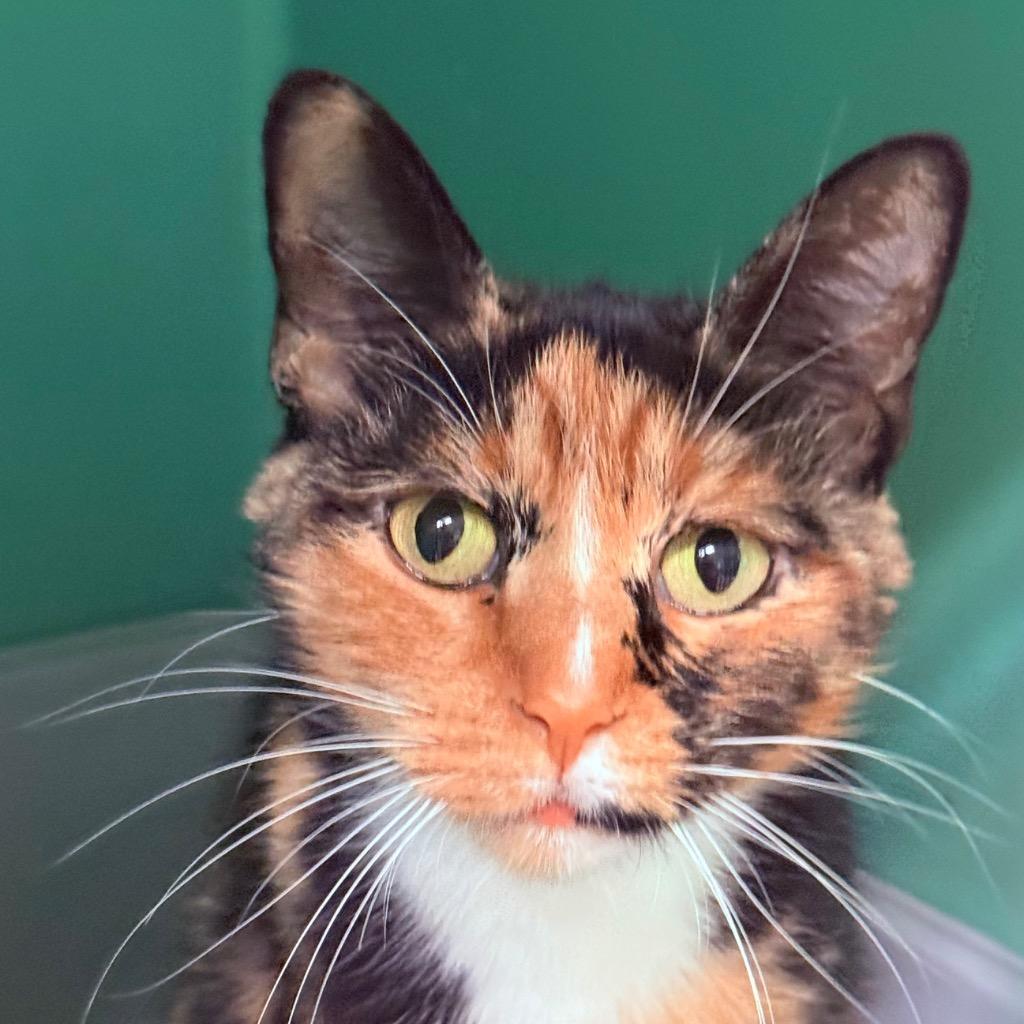Birdie, Adoptable, Young Female Domestic Short Hair.