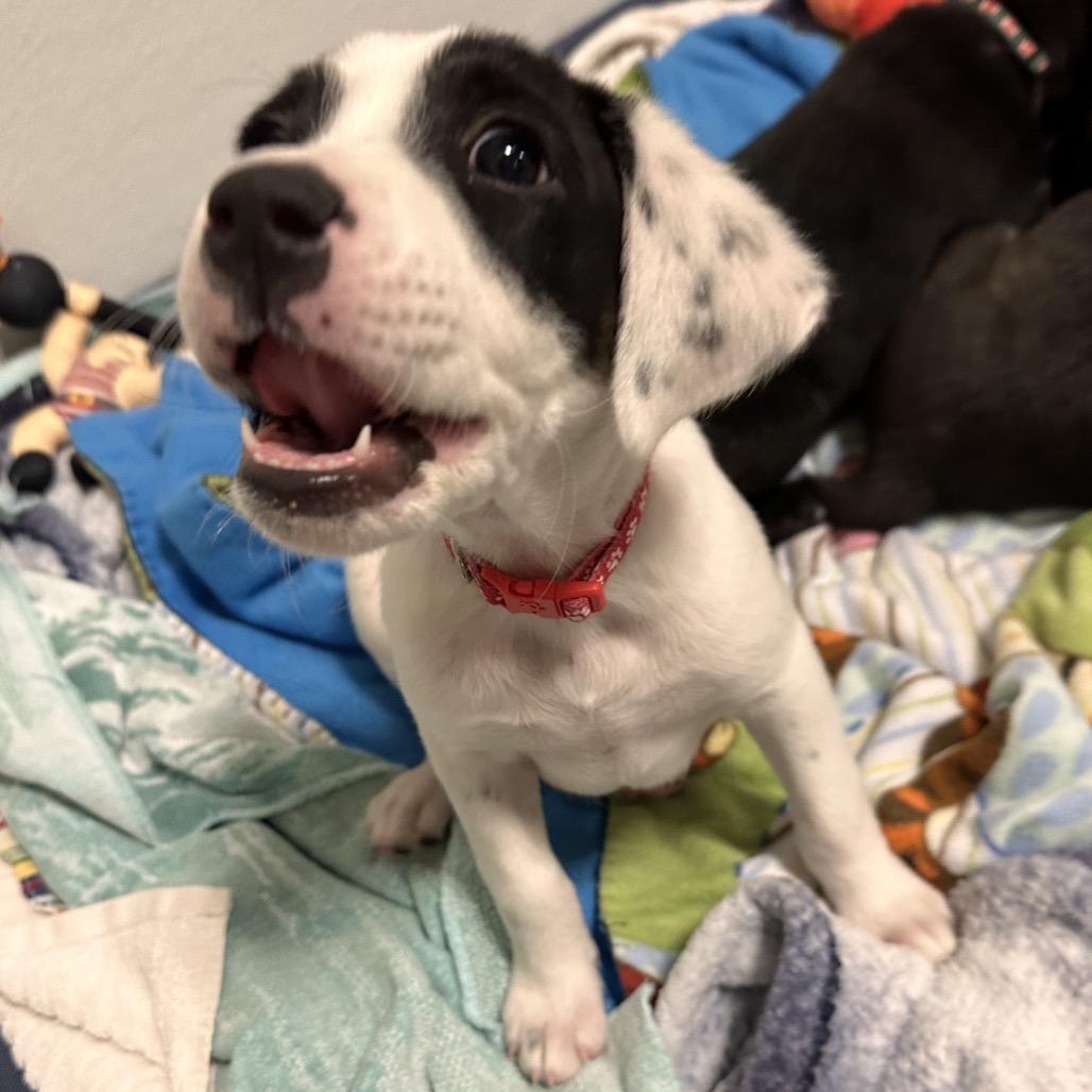Nurse, Adoptable, Puppy Female Mixed Breed.