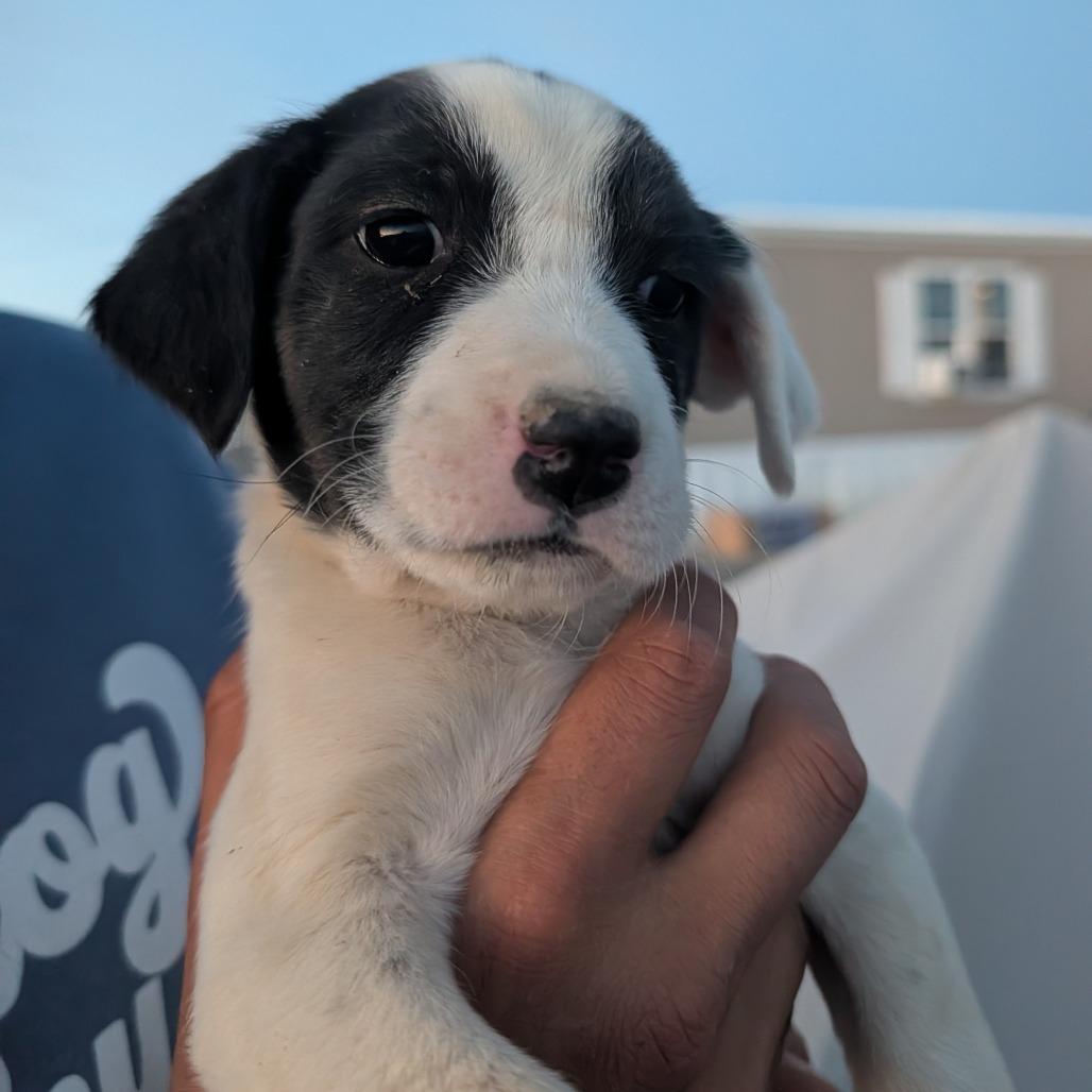 Nurse, Adoptable, Puppy Female Mixed Breed.
