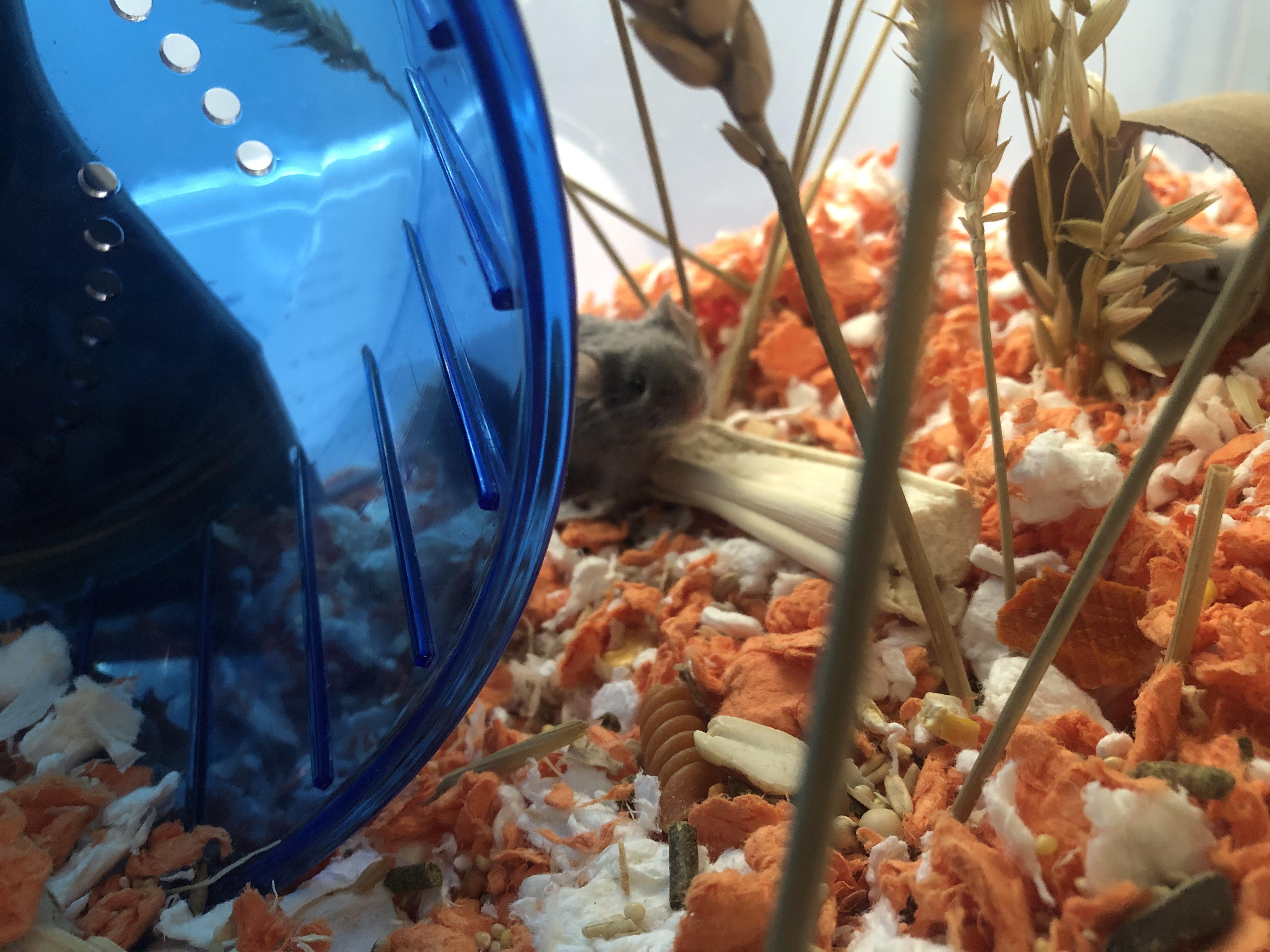 Scurrius Squeak