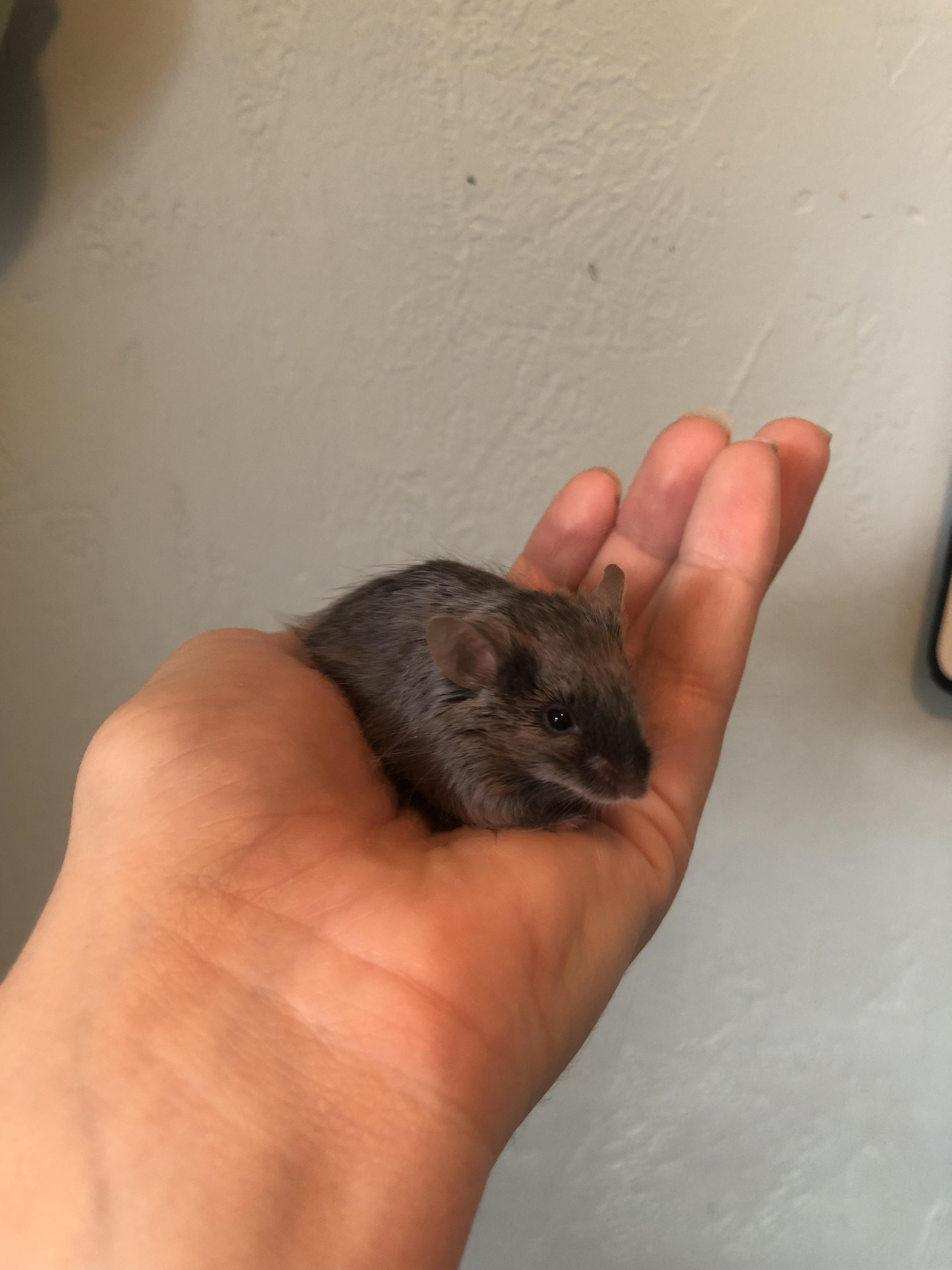 Scurrius Squeak