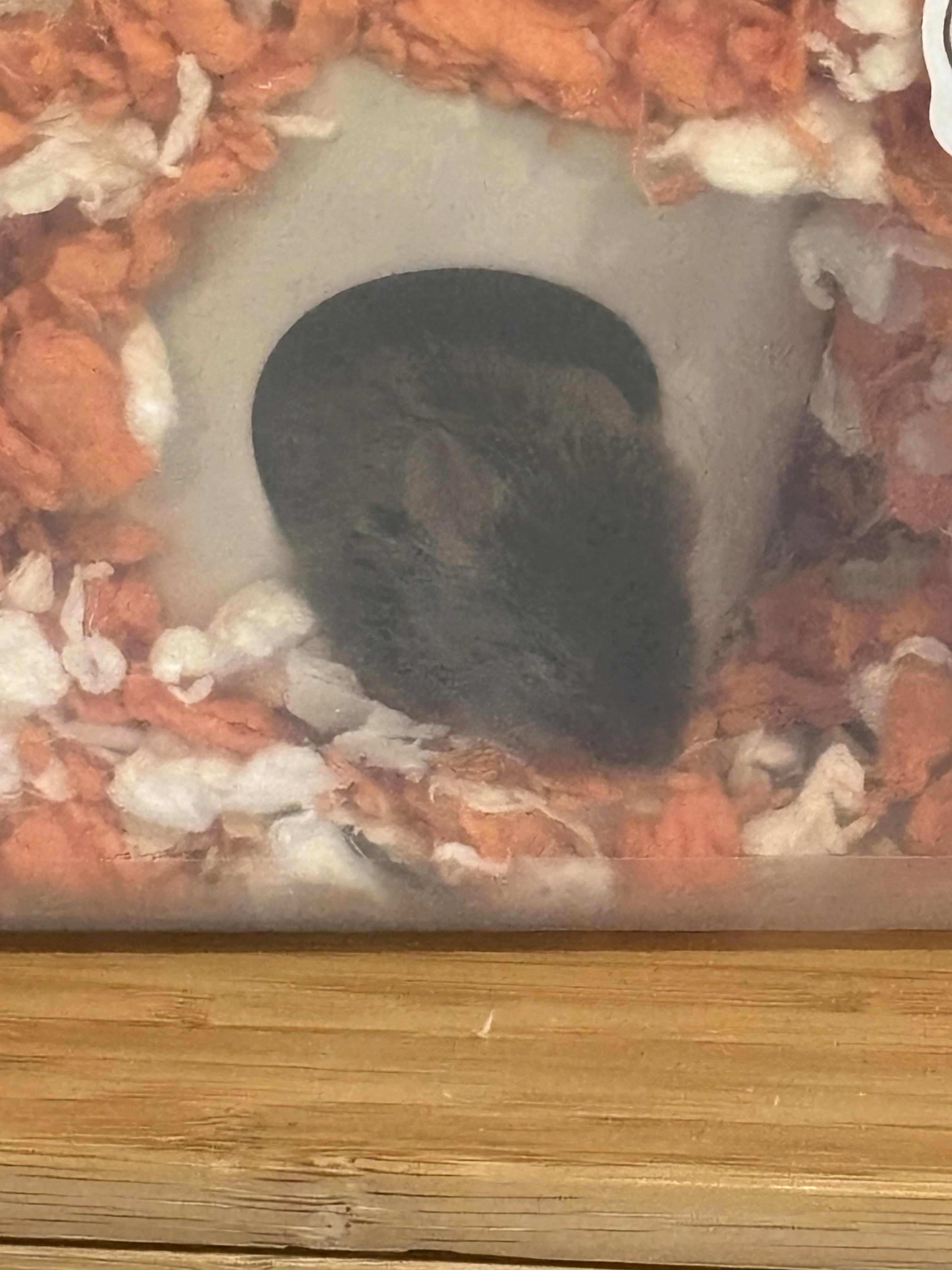 Scurrius Squeak