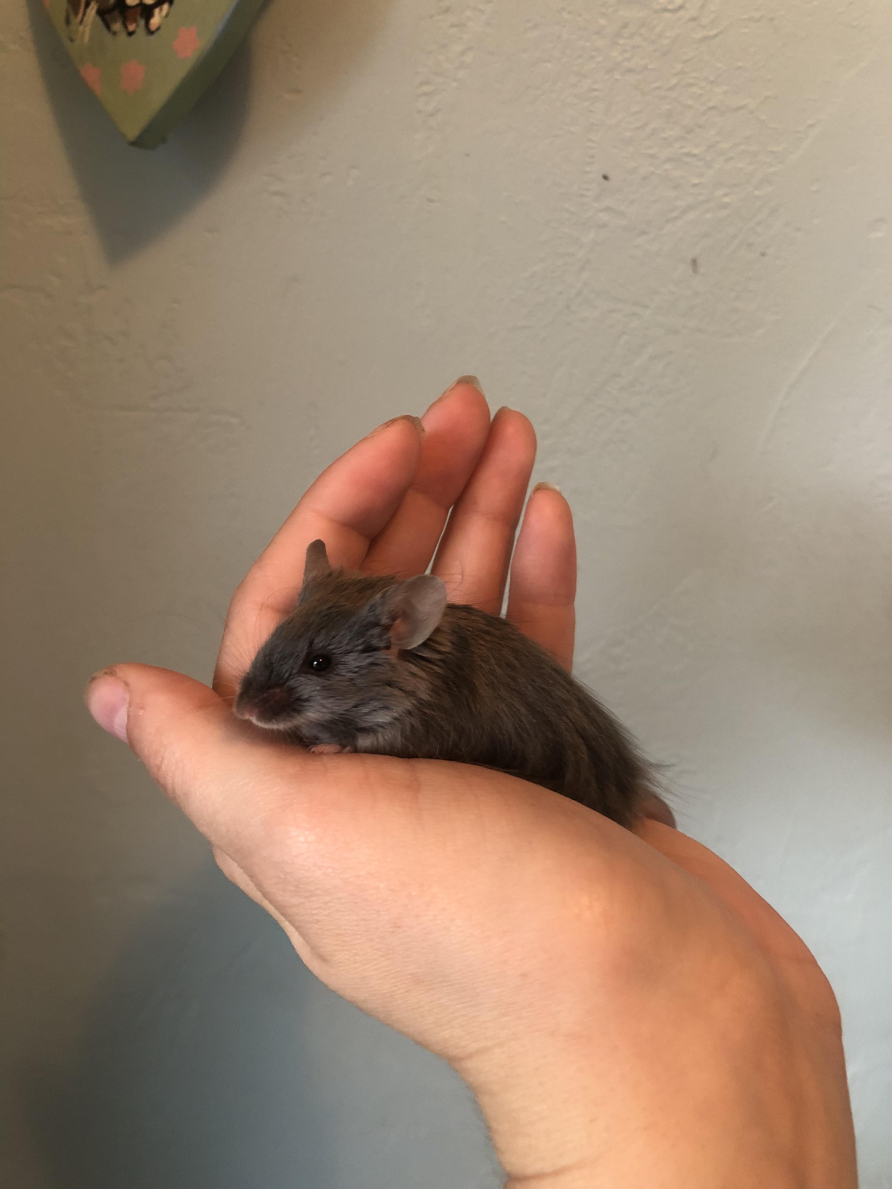 Scurrius Squeak