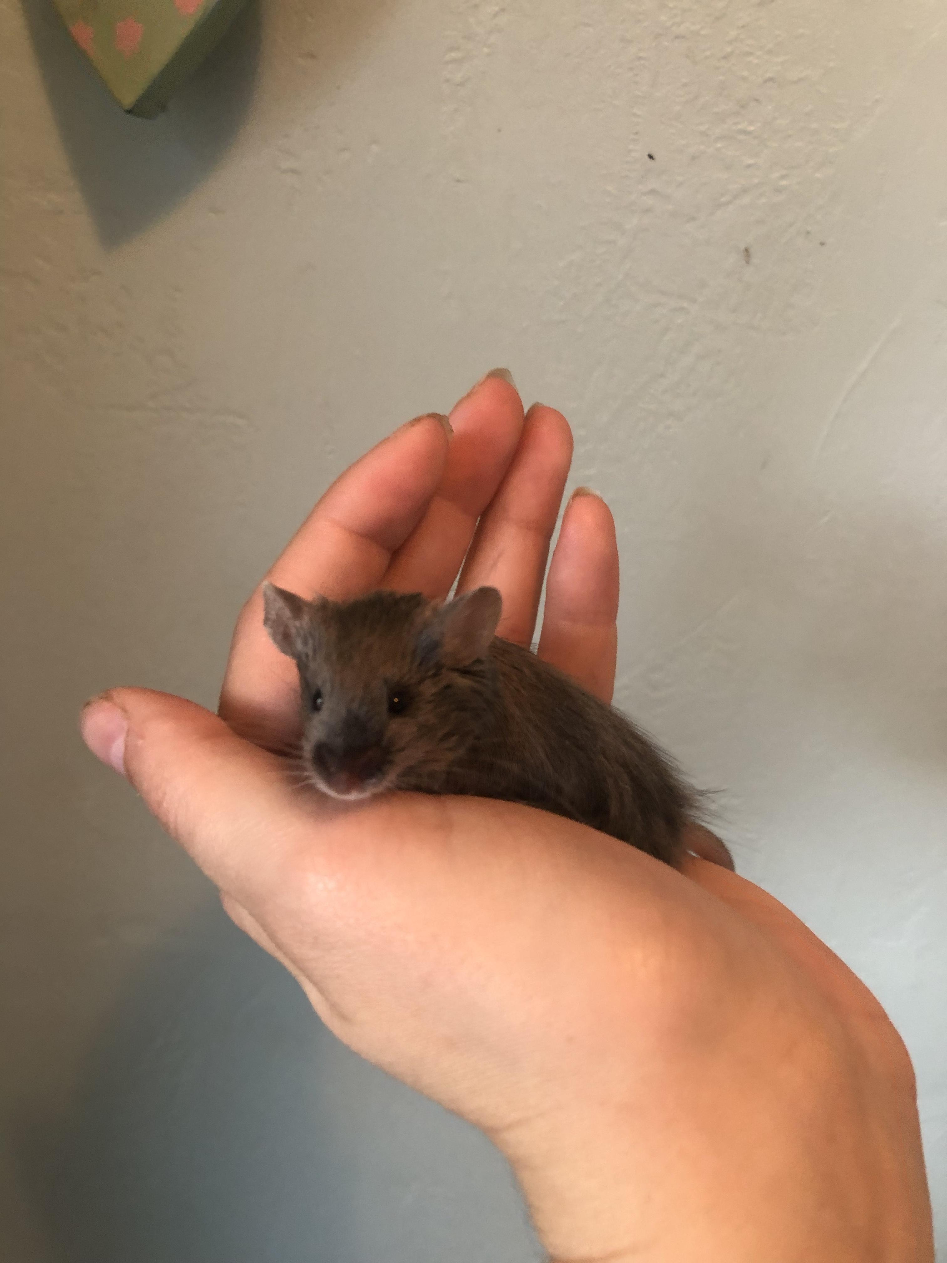 Scurrius Squeak