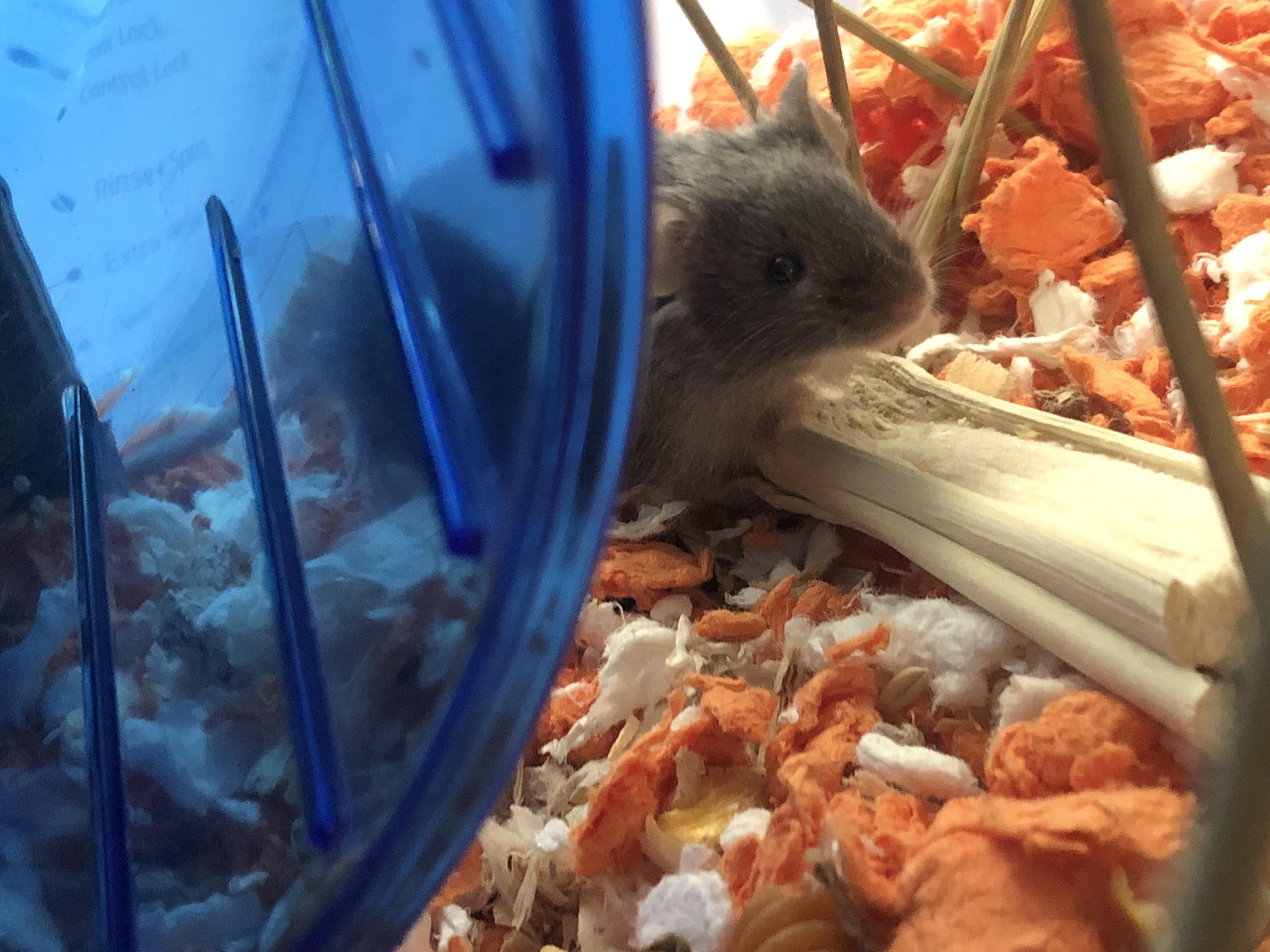 Scurrius Squeak
