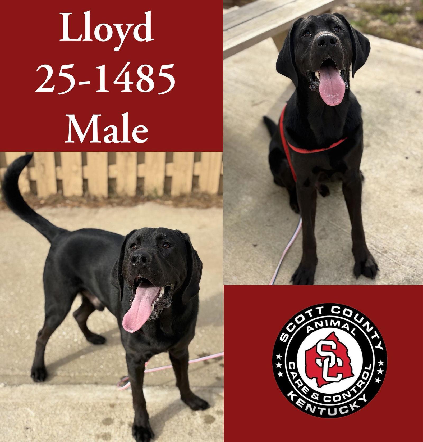 Enlarge Lloyd, a Adoptable mixed breed in Georgetown, KY image 1/1