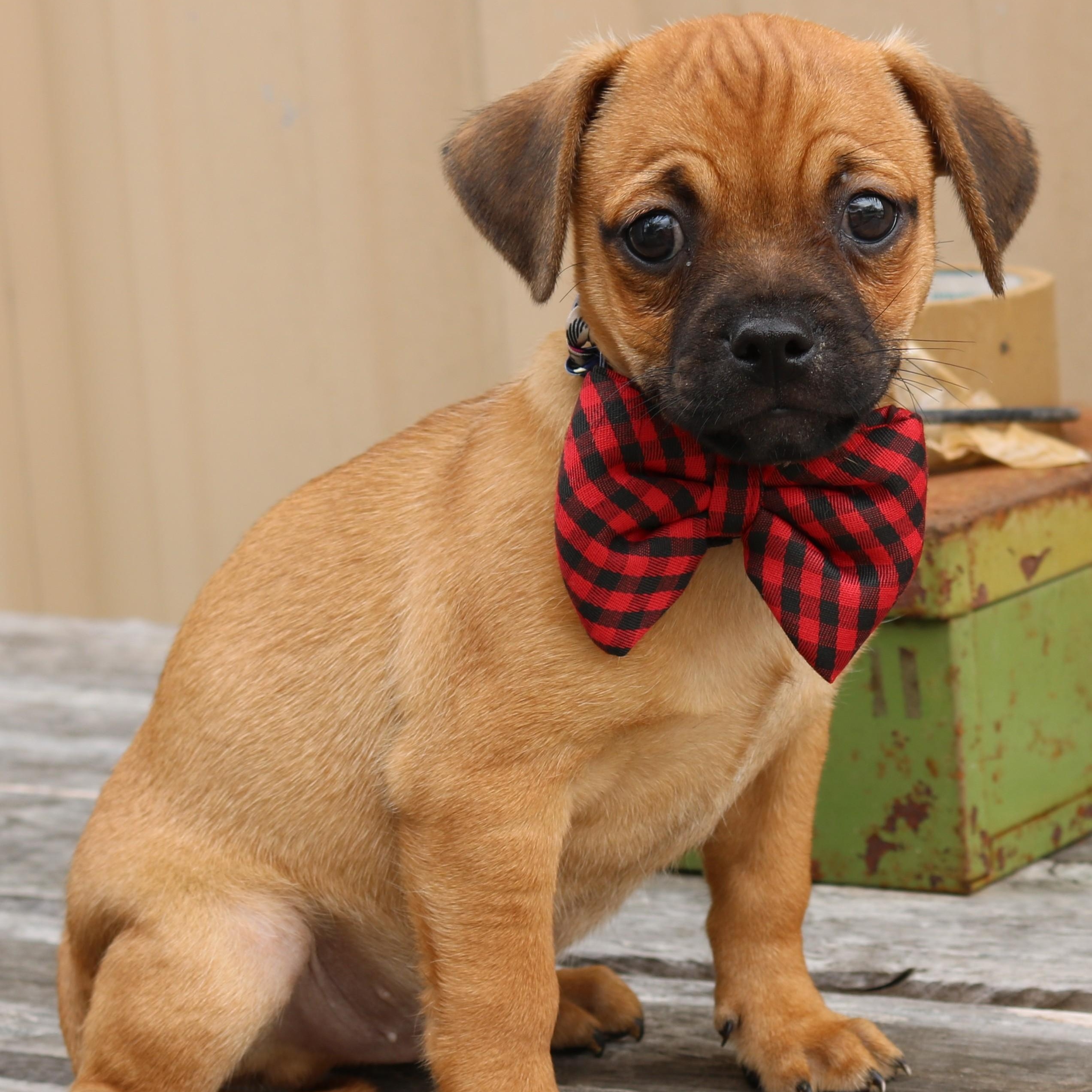 Enlarge Johnny, a ADOPTABLE mixed breed in Bandera, TX image 4/4
