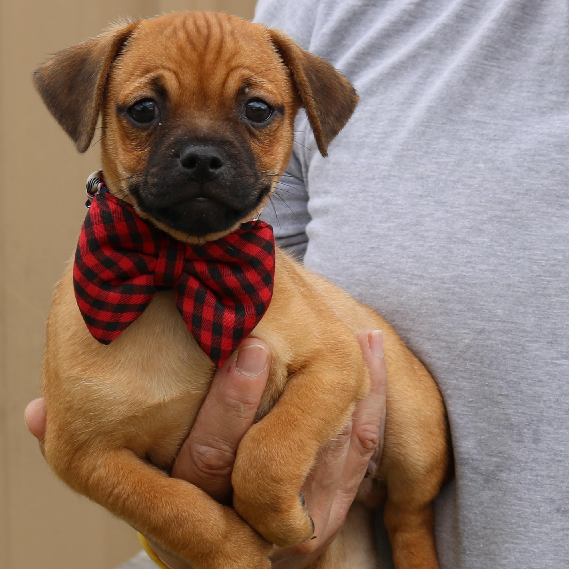 Johnny, ADOPTABLE, Puppy Male Pug.