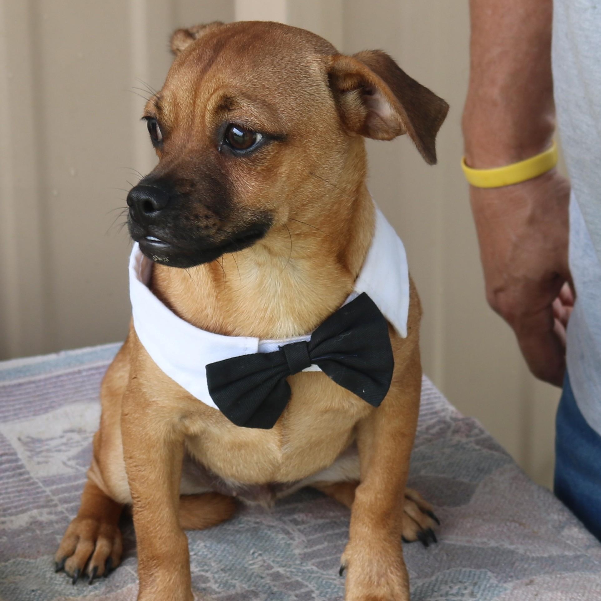 Johnny, a ADOPTABLE mixed breed in Bandera, TX image 5/5