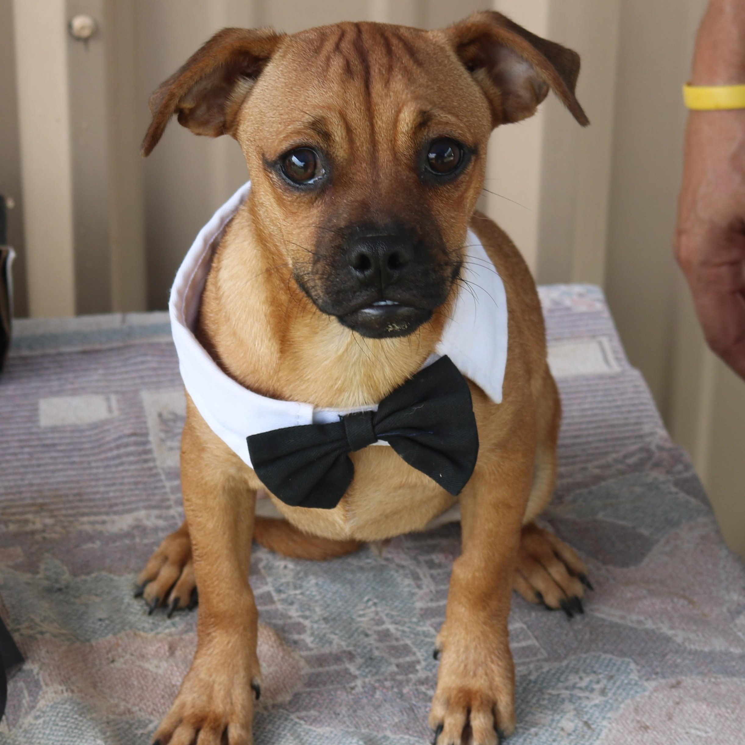 Johnny, a ADOPTABLE mixed breed in Bandera, TX image 4/5