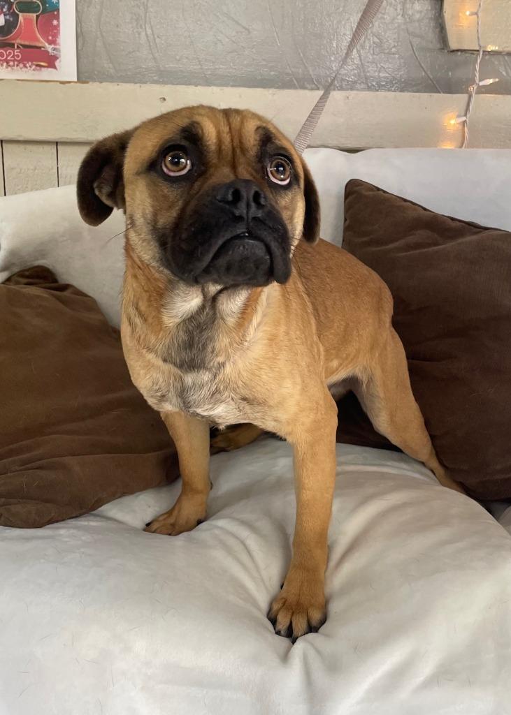 Carver, Adoptable, Young Male Pug & Boxer.