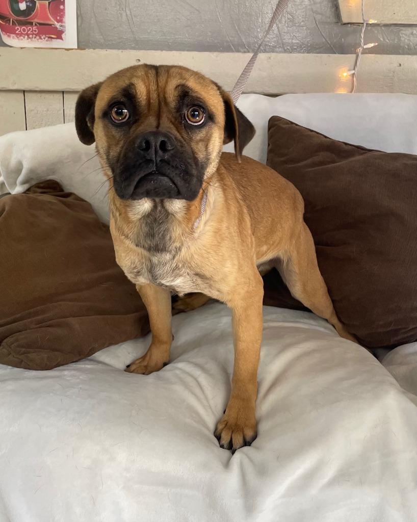 Enlarge Carver, a Adoptable mixed breed in Fort Worth, TX image 1/2