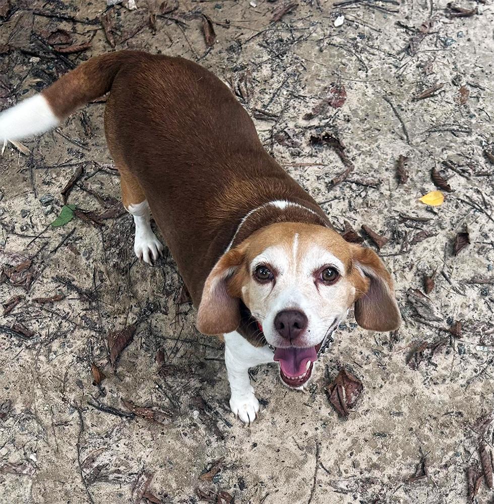 Ruby, Adopted, Senior Female Beagle.
