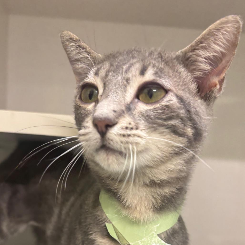 Yomi, Adoptable, Kitten Female Domestic Short Hair.