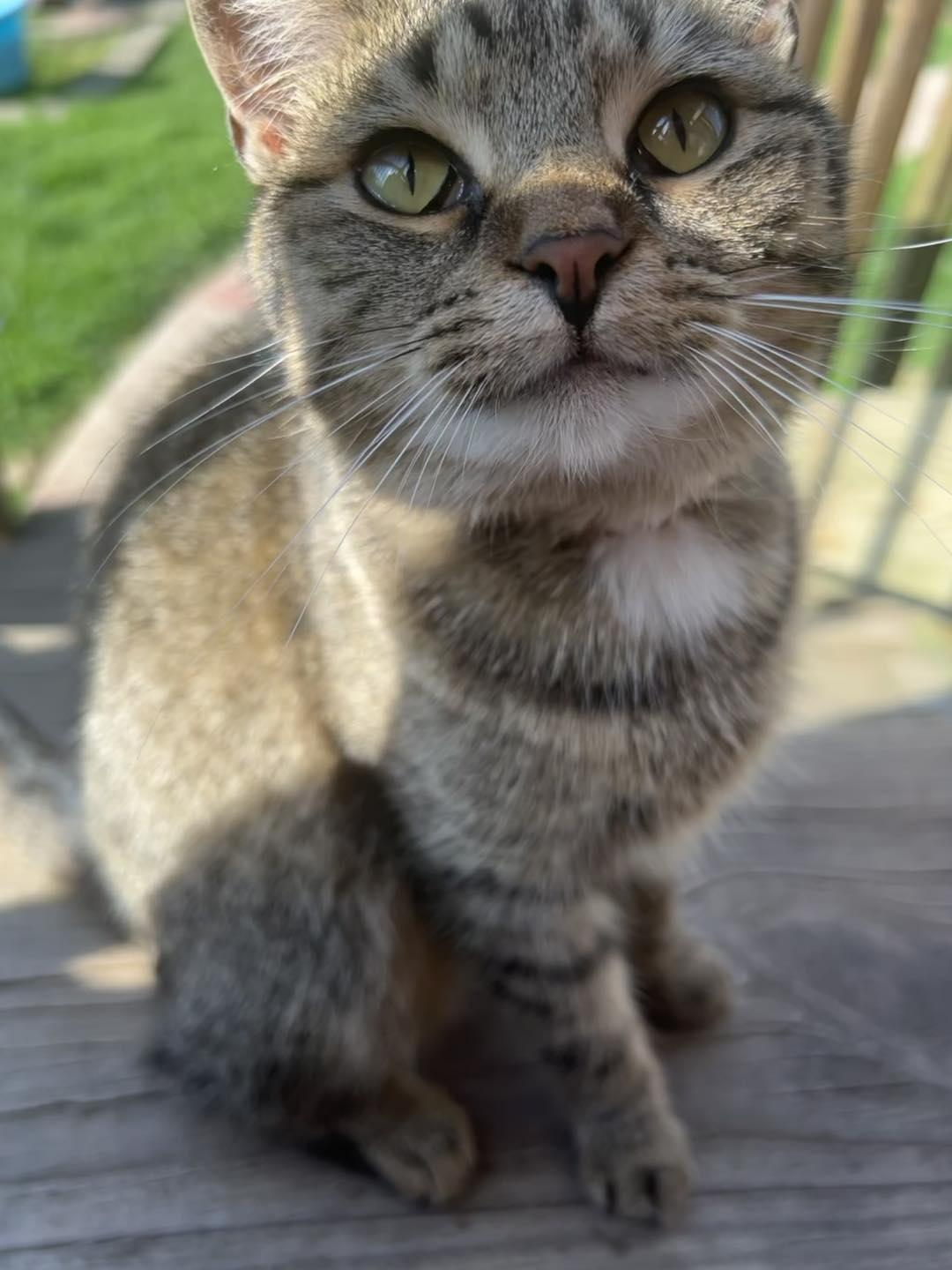 Enlarge Velma, a Adoptable Tabby in Richmond Dale, OH image 2/2