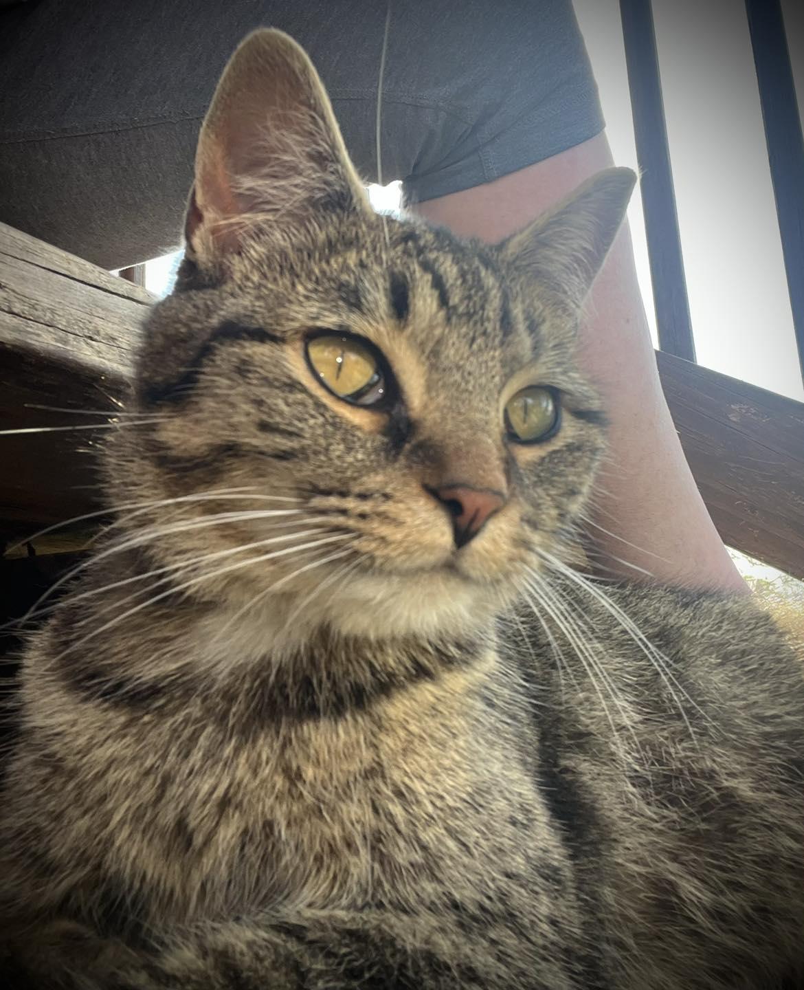 Velma, Adoptable, Young Female Tabby.