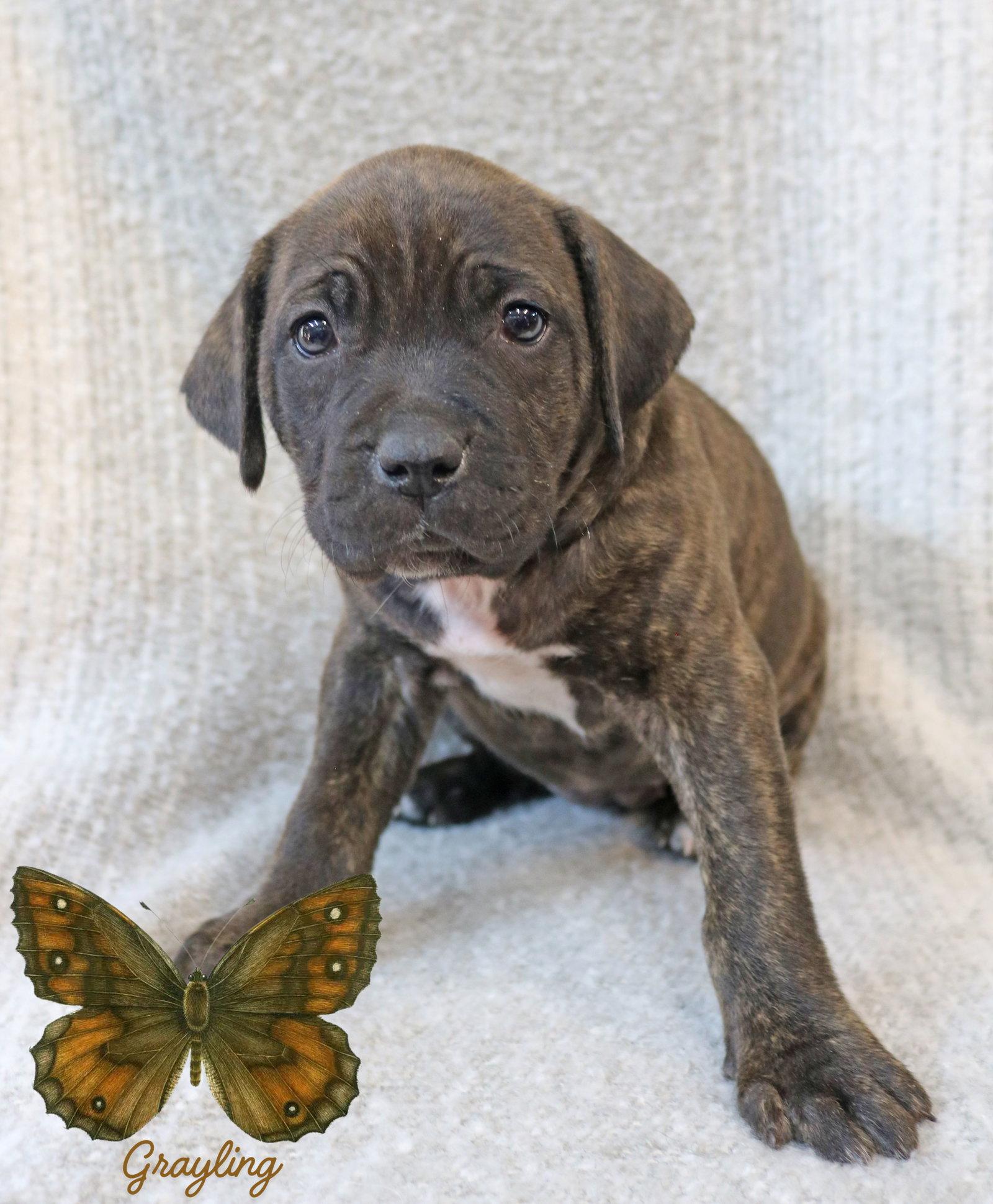Grayling Wings-of-Love *LOCAL*, Adoptable, Puppy Female Hound & Mastiff.