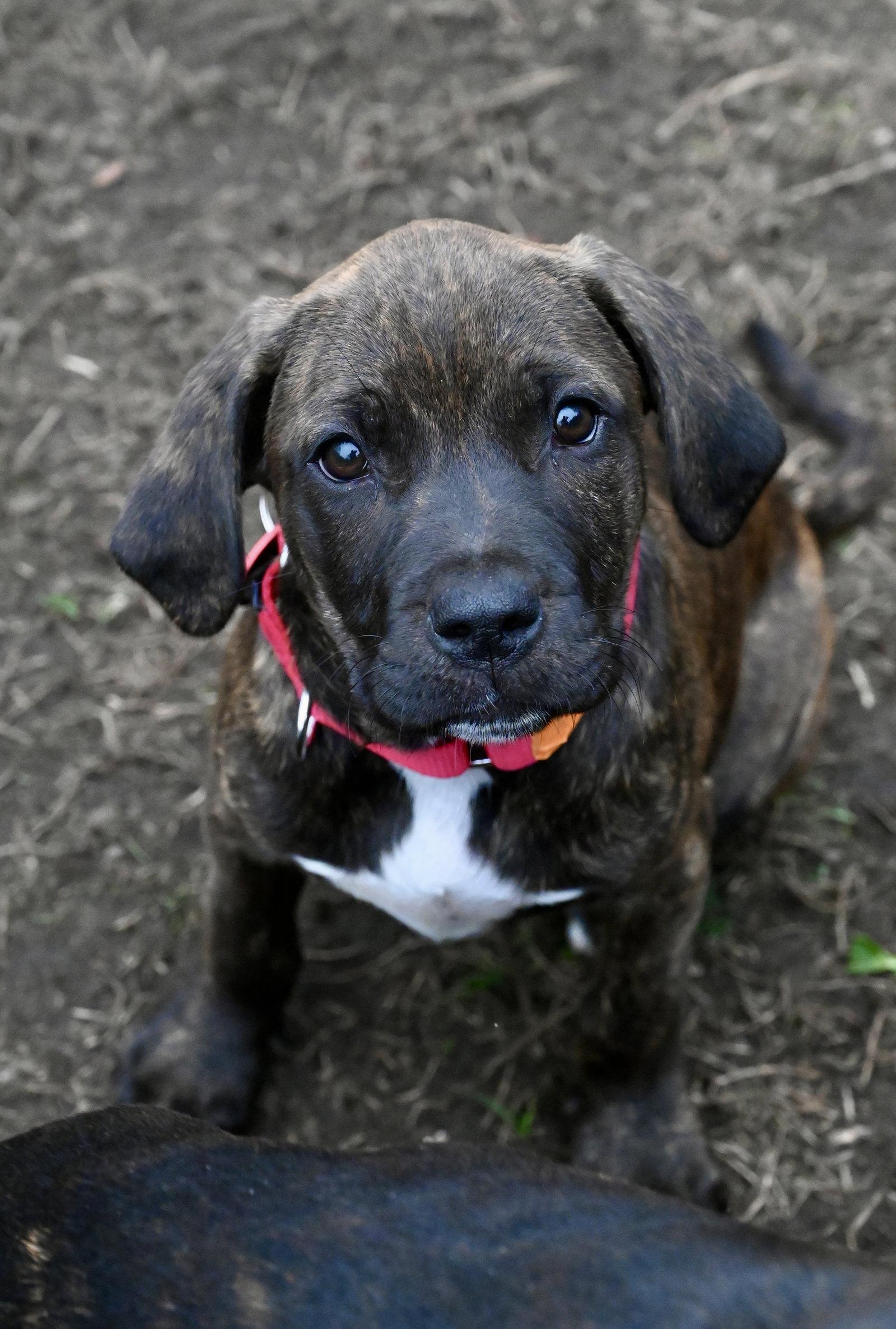 Enlarge Grayling Wings-of-Love *LOCAL*, a Adoptable mixed breed in Wakefield, RI image 2/3
