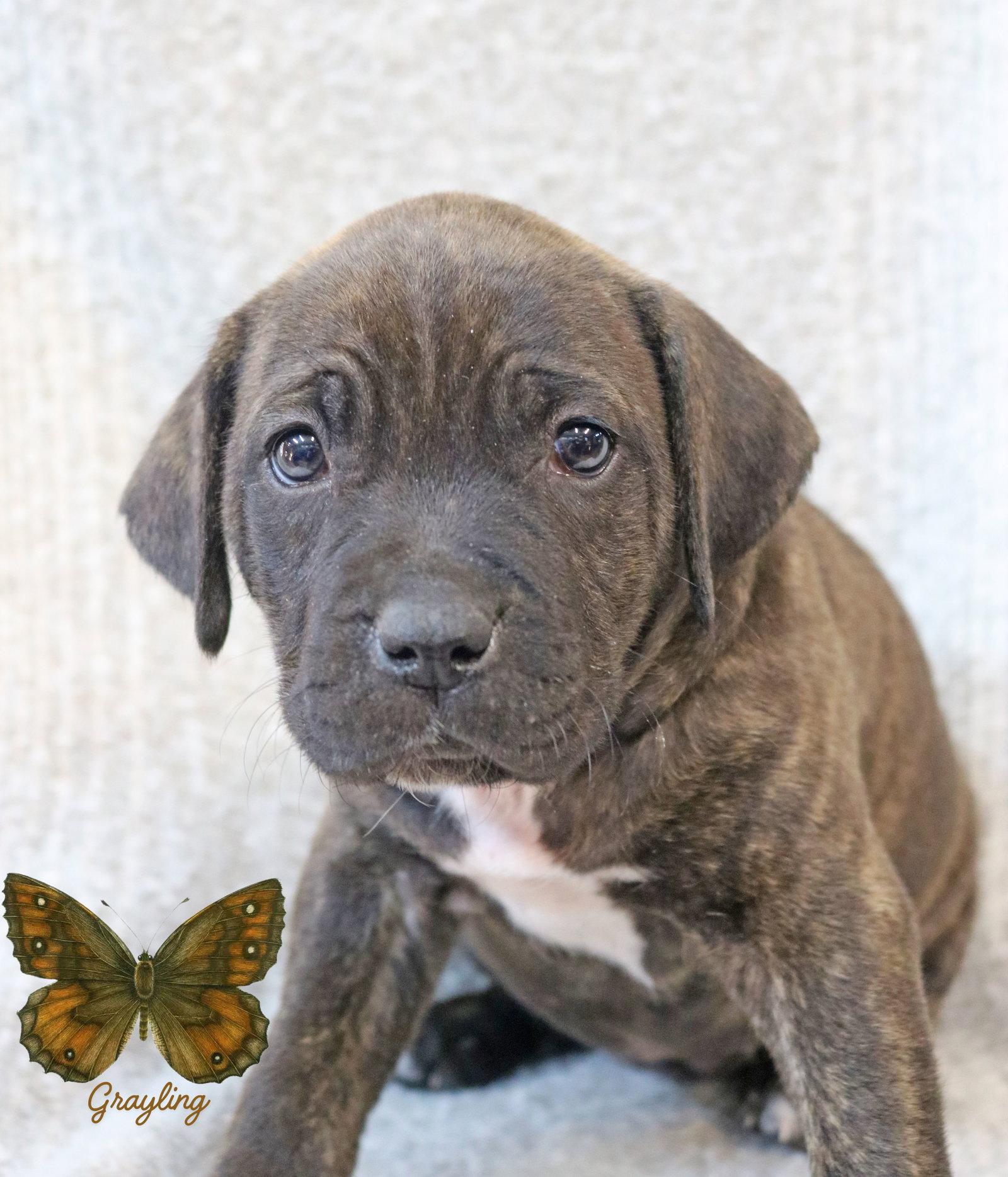 Enlarge Grayling Wings-of-Love *LOCAL*, a Adoptable mixed breed in Wakefield, RI image 3/3