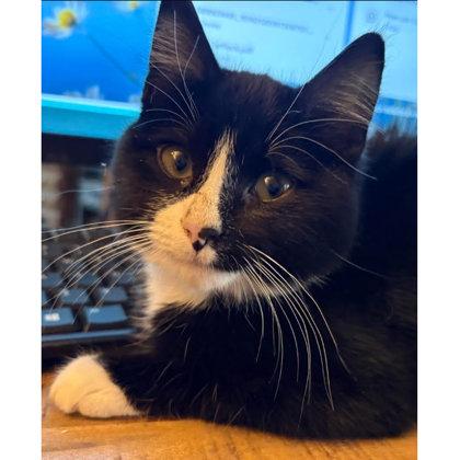 Fitz Colleen - adopt with Audrey, a Adoptable mixed breed in Hudson, MA image 1/2