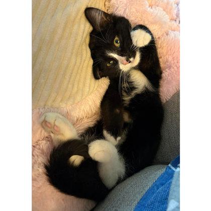 Fitz Colleen - adopt with Audrey, a Adoptable mixed breed in Hudson, MA image 2/2