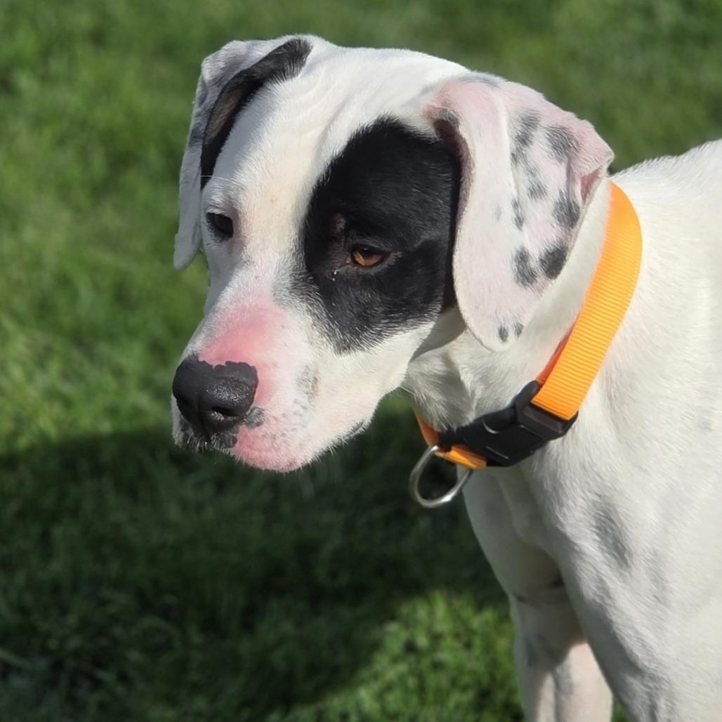 Sarah, Adoptable, Young Female English Pointer.