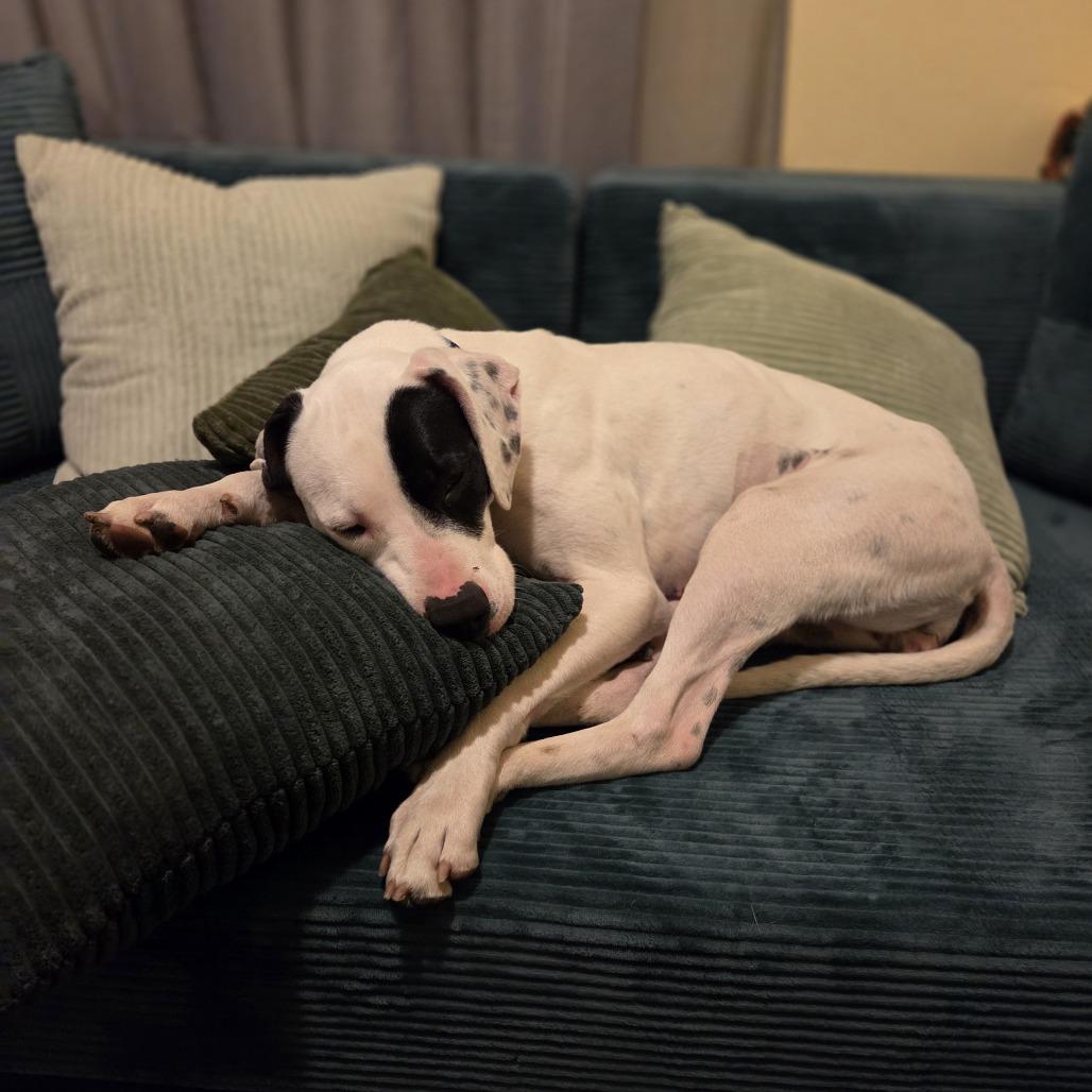 Sarah, a Adoptable English Pointer in Baker City, OR image 3/5