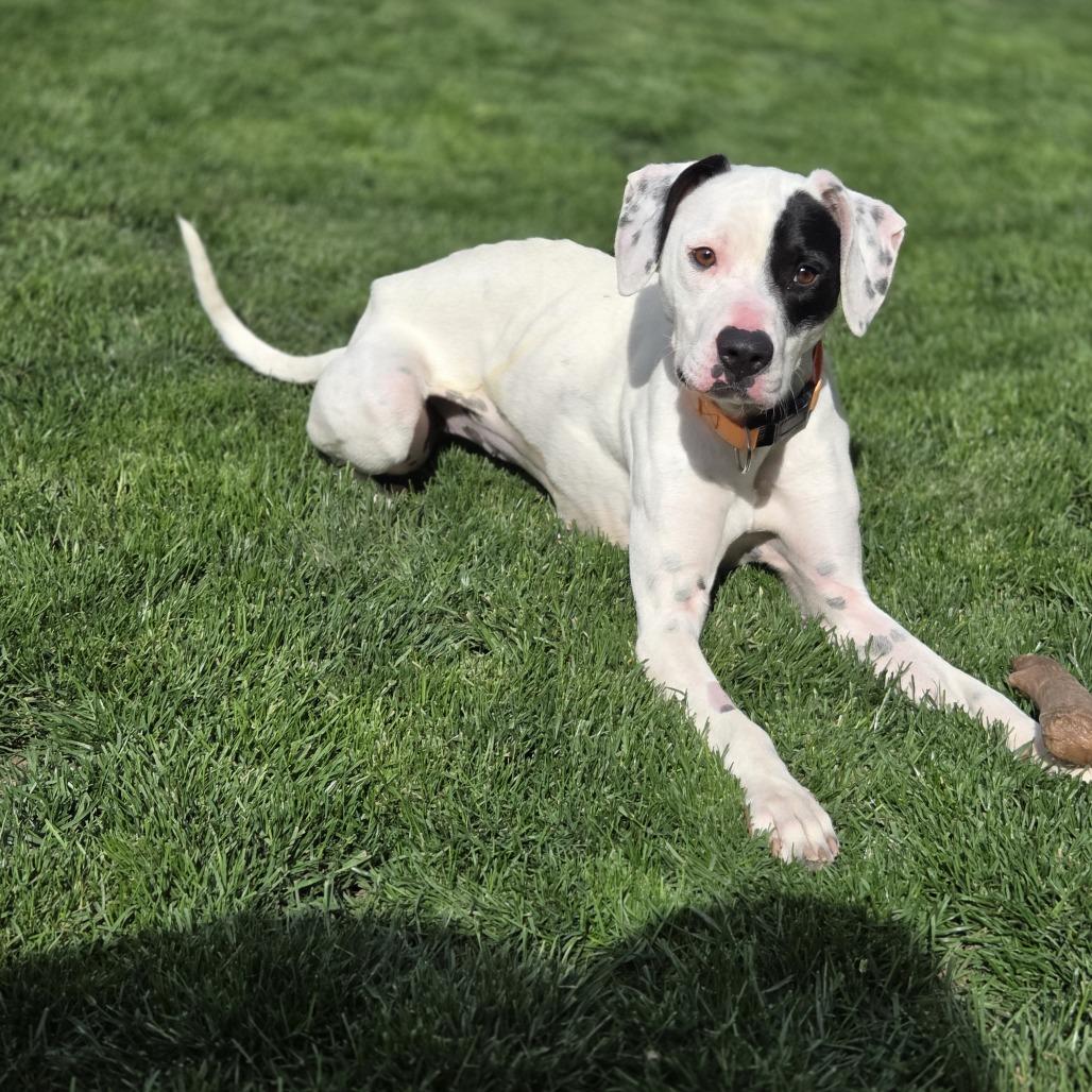 Sarah, a Adoptable English Pointer in Baker City, OR image 4/5