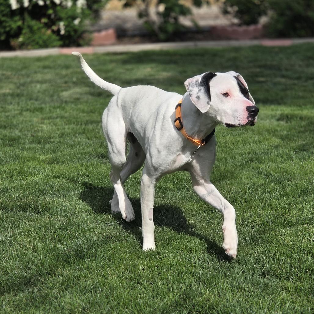 Sarah, a Adoptable English Pointer in Baker City, OR image 5/5