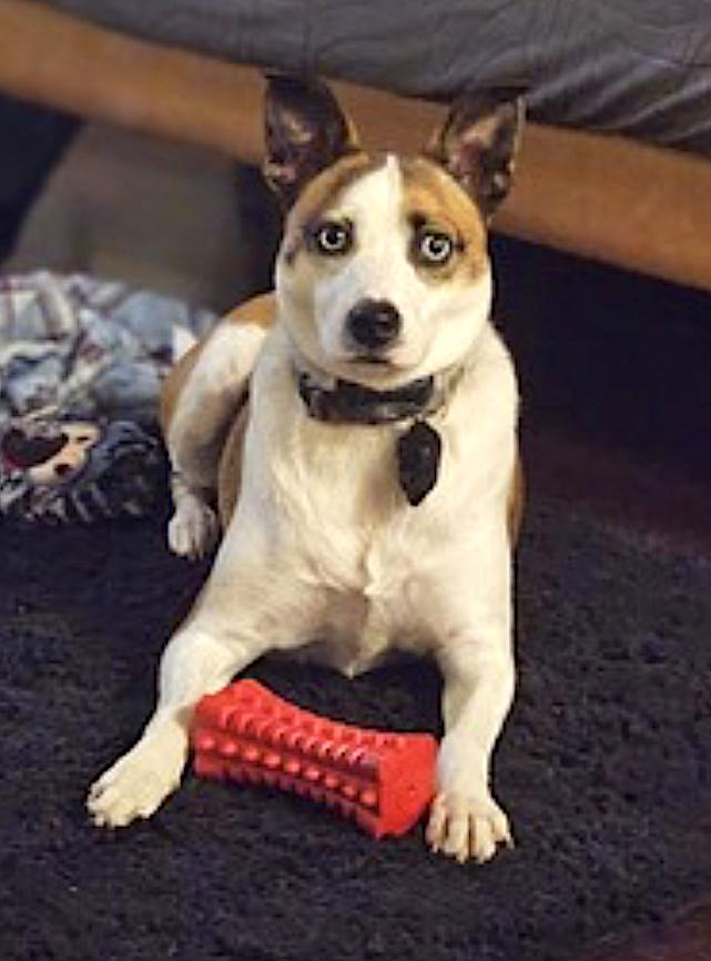 Wheezy photo 4