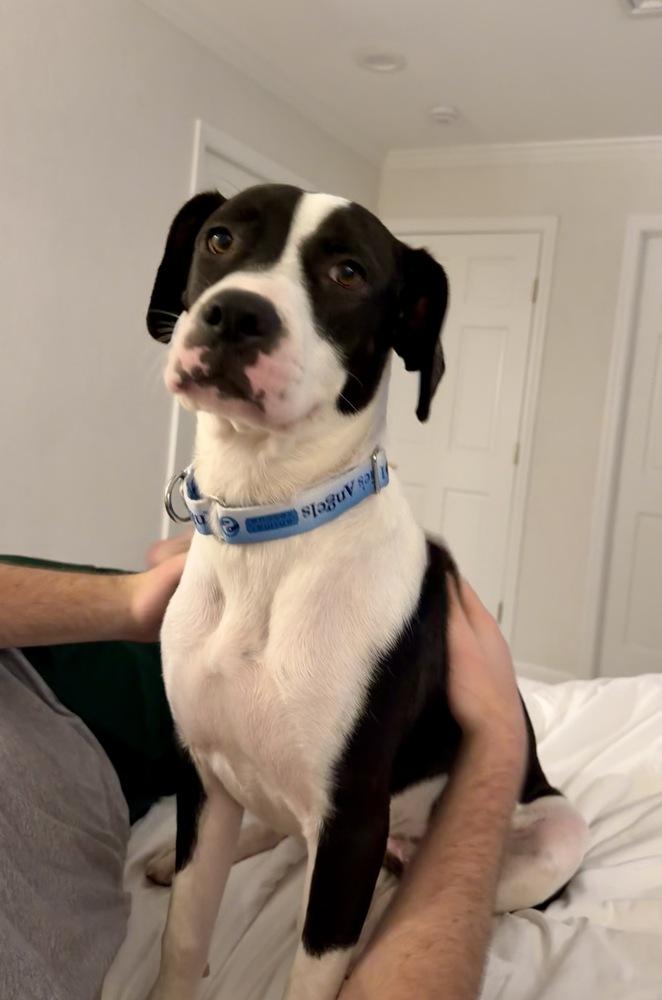 Enlarge Fiona, a Adoptable mixed breed in Greenlawn, NY image 1/6