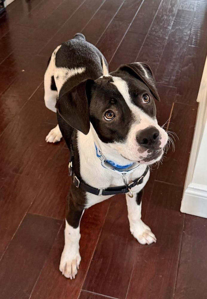 Enlarge Fiona, a Adoptable mixed breed in Greenlawn, NY image 2/6