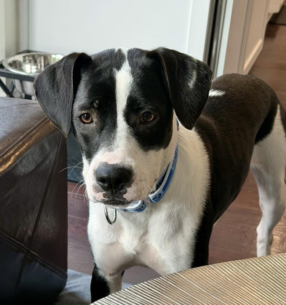Enlarge Fiona, a Adoptable mixed breed in Greenlawn, NY image 4/6