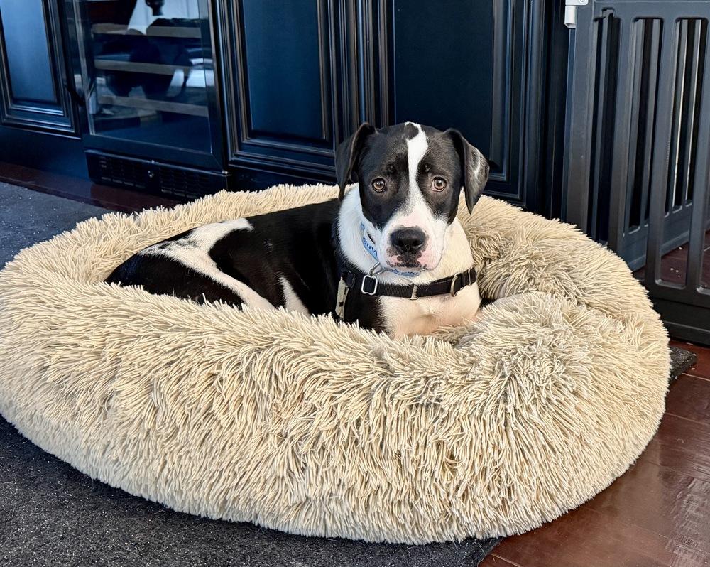 Enlarge Fiona, a Adoptable mixed breed in Greenlawn, NY image 5/6