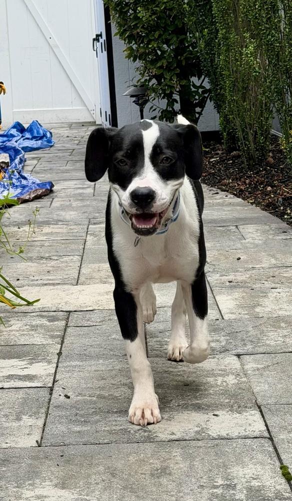 Enlarge Fiona, a Adoptable mixed breed in Greenlawn, NY image 6/6