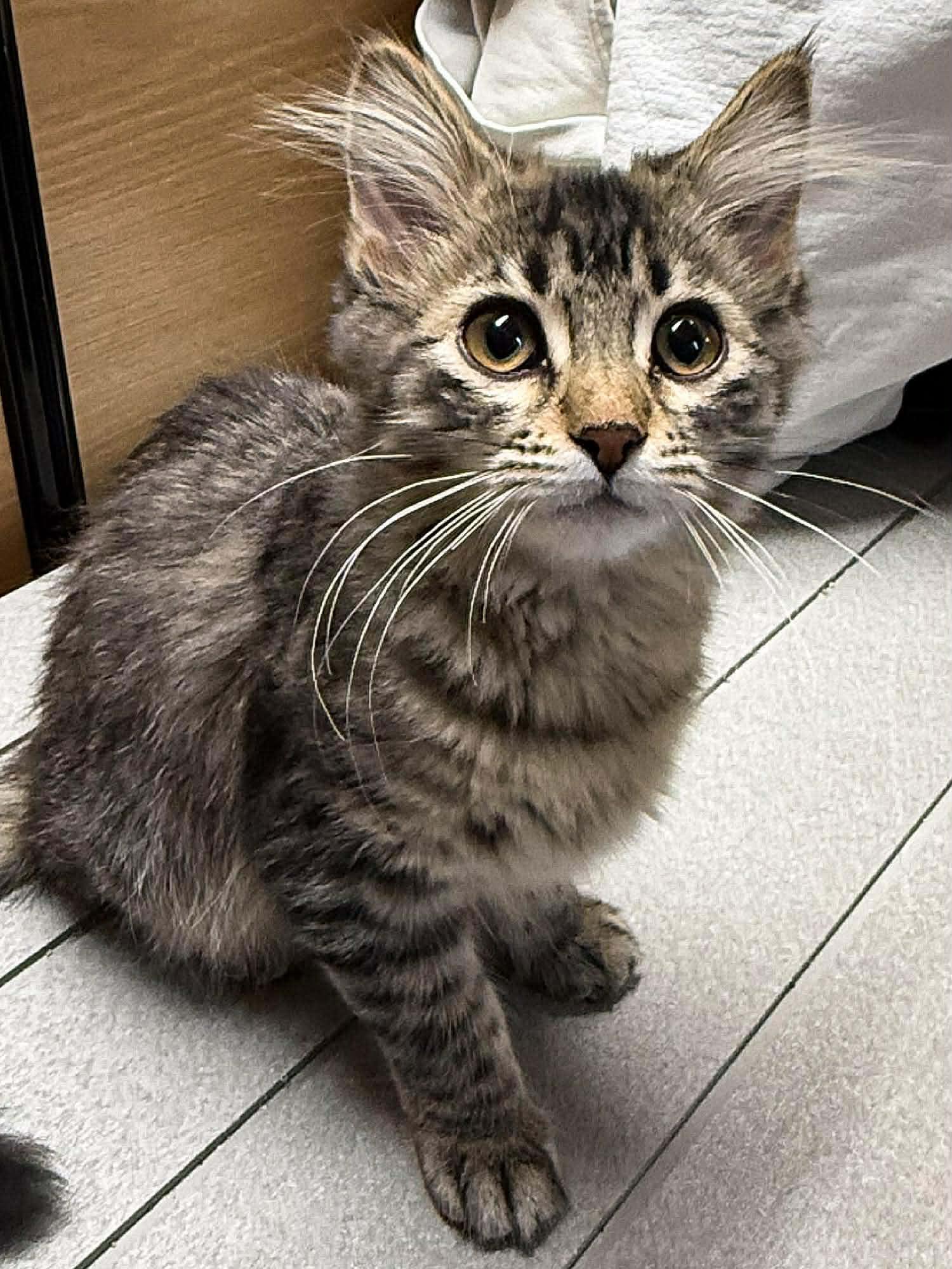 Duffy, adopted, Kitten Female Domestic Medium Hair.