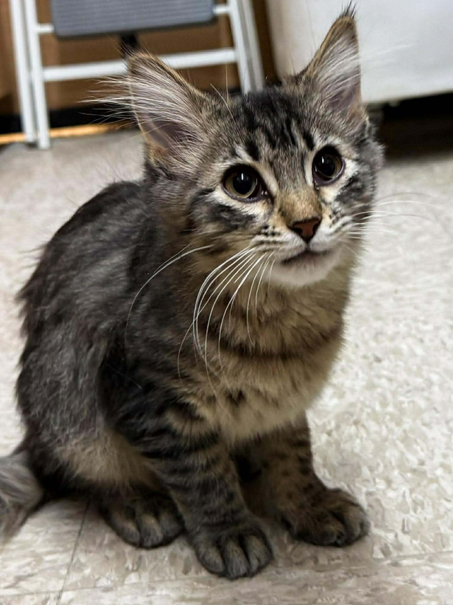 Duffy, an adopted Domestic Medium Hair in Sioux Falls, SD image 4/4