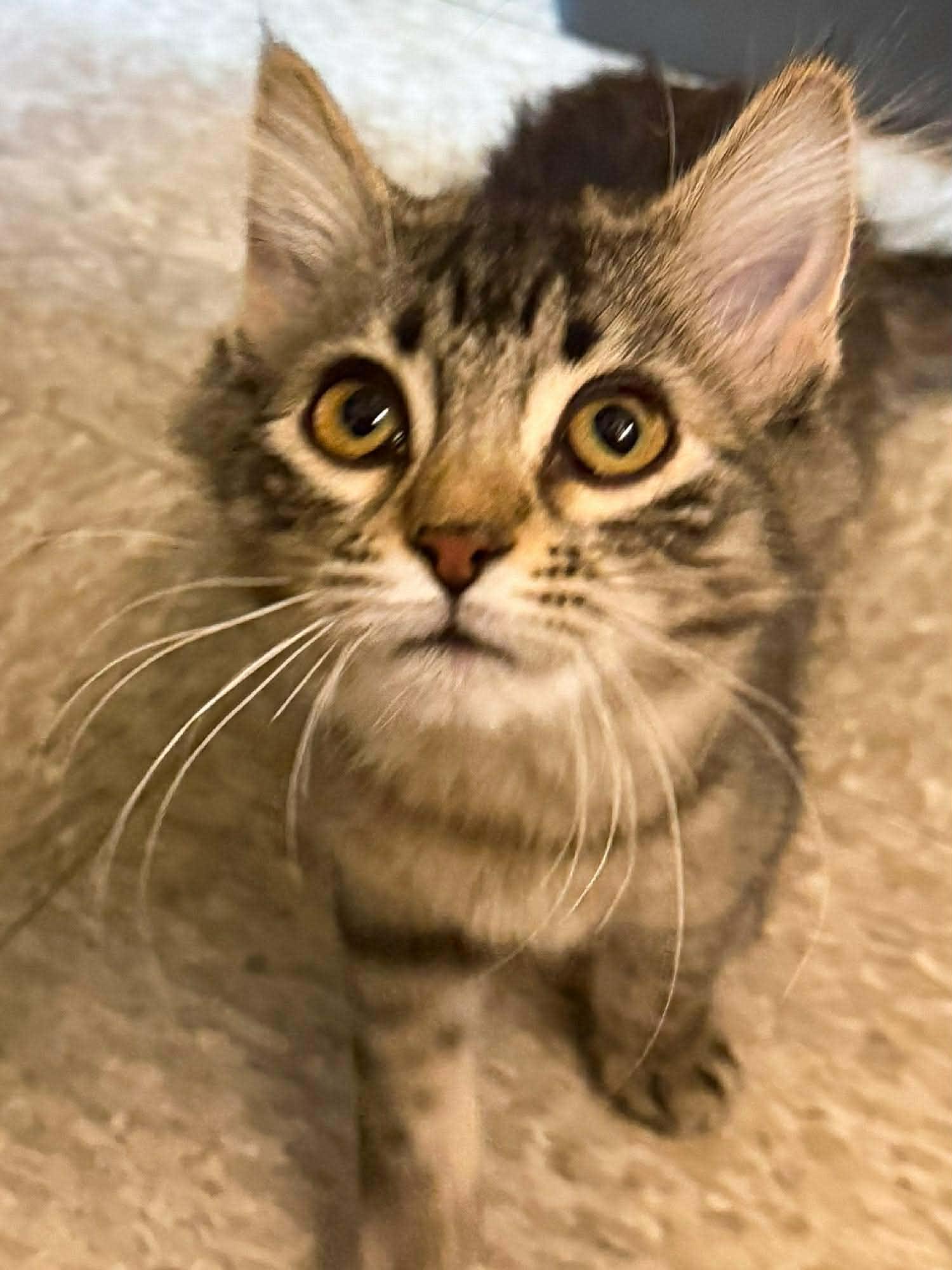 Duffy, an adopted Domestic Medium Hair in Sioux Falls, SD image 3/4