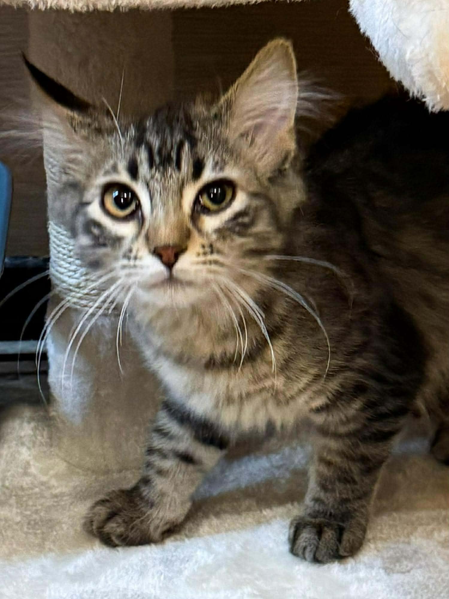 Duffy, an adopted Domestic Medium Hair in Sioux Falls, SD image 2/4