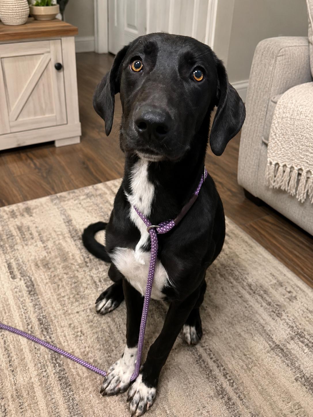 Willow, a ADOPTABLE mixed breed in Springfield, MO image 3/4