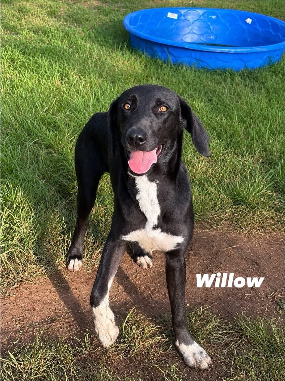 Willow, a ADOPTABLE mixed breed in Springfield, MO image 4/4