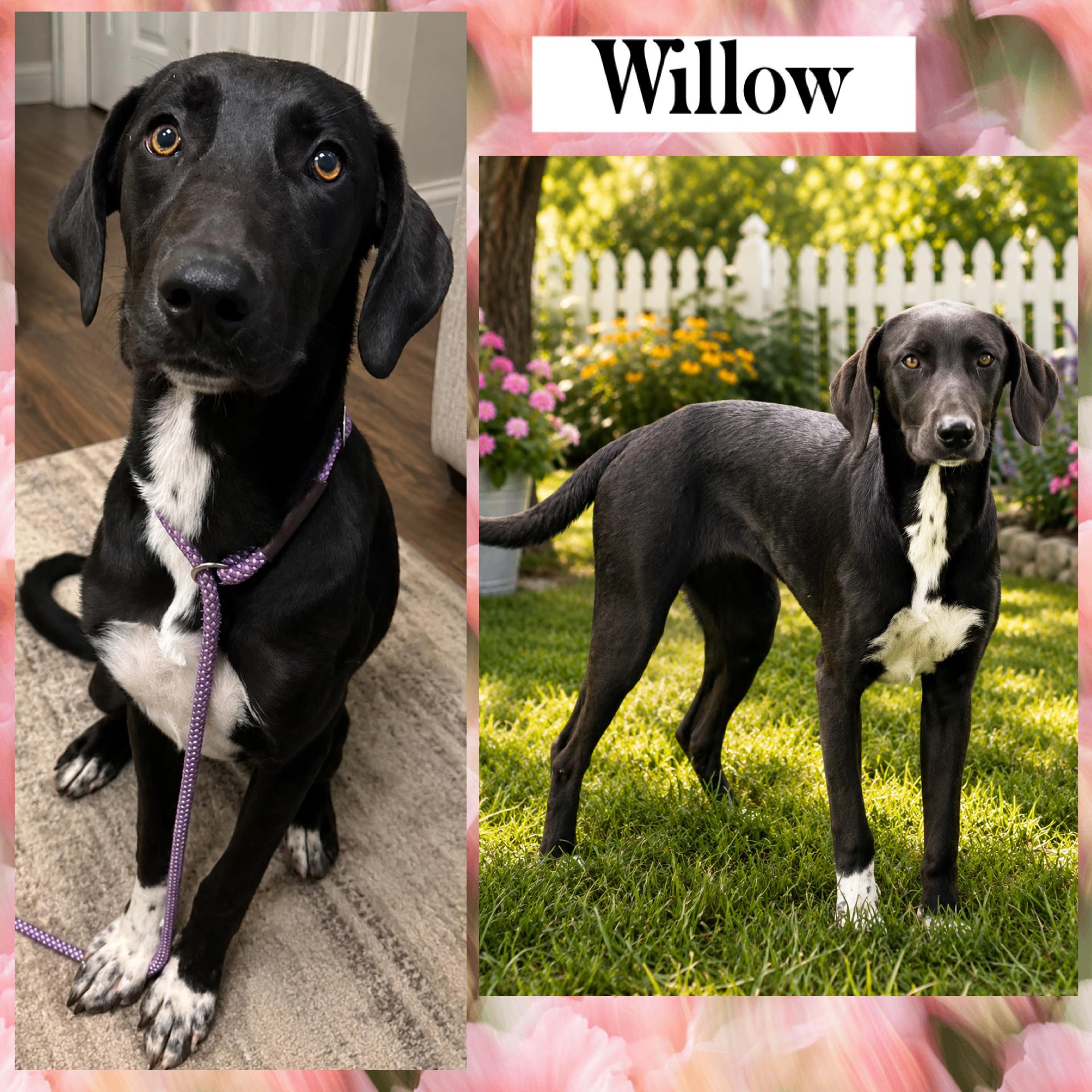 Willow, ADOPTABLE, Young Female Weimaraner & Great Pyrenees.
