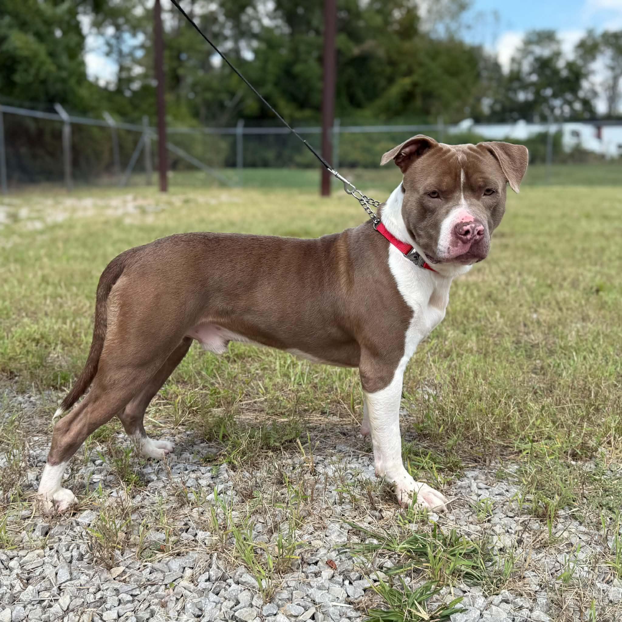 Gunner, Adopted, Adult Male Pit Bull Terrier.