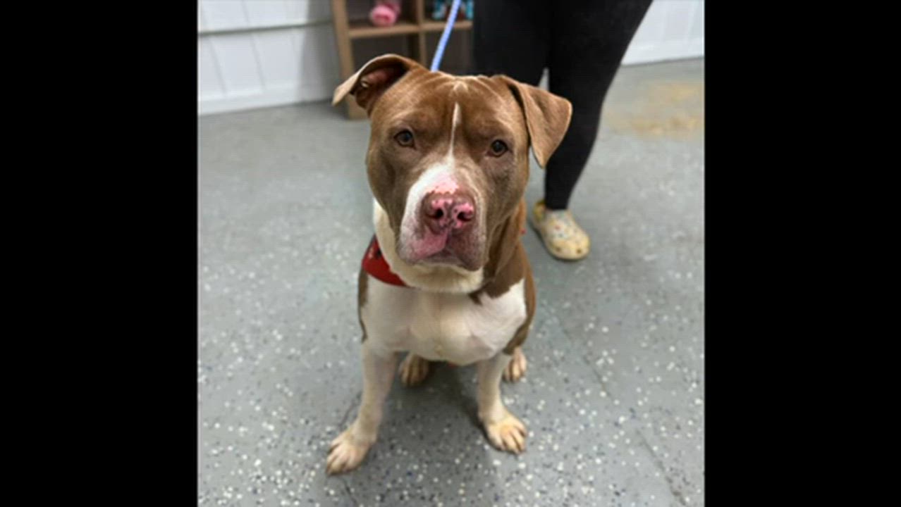 Enlarge Gunner, a Adopted Pit Bull Terrier in Jeffersonville, IN video 2/2